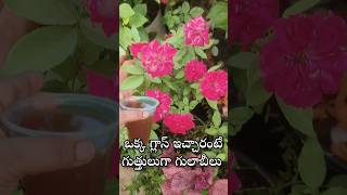 Best fertilizer for Rose and Jasmine plant youtubeshorts shorts shortvideo [upl. by Lesab32]