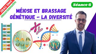 6 Méiose et brassage génétique la diversité séance interactive [upl. by Akire665]