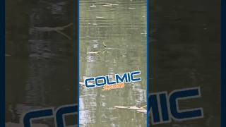 🔵🟠 𝗖𝗼𝗹𝗺𝗶𝗰 𝗘𝗺𝗼𝘁𝗶𝗼𝗻𝘀 🟠🔵 fishing colmic pesca fish emotional [upl. by Lia407]