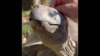 Adorable Galápagos Tortoise Enjoys Heartwarming Cuddles [upl. by Ylen]