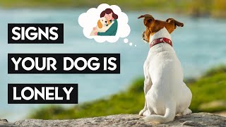 10 Signs Of Loneliness In Dogs You Should NEVER IGNORE [upl. by Ade236]