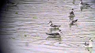 Rednecked Phalaropes spinning [upl. by Barthol456]