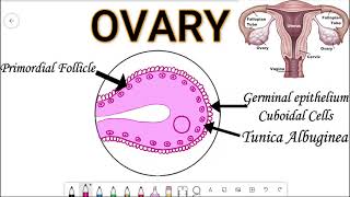 Easiest Step by Step Drawing Histological Diagram OVARY [upl. by Eiramyllek795]