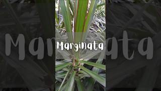 Marginata 🌿 viral foryou shortvideo shorts parati fyp nature fypシ゚viral [upl. by Lisle]