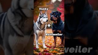 How cute is he 🐶 Dog Breed Mix [upl. by Apps542]