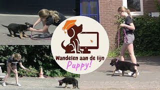 Puppy leren wandelen aan de lijn [upl. by Rosco]