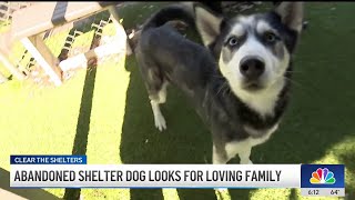 Healthy Husky looks for forever home after being surrendered by owner [upl. by Ocirederf]