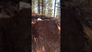 Trail update mtb dirtjumps trailbuilding [upl. by Arraic]