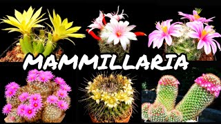 30 ESPÉCIES DE CACTOS DO GÊNERO MAMMILLARIA PARA IDENTIFICAÇÃO  CACTUS TV [upl. by Marriott]