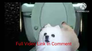 Skirby Dog Video A Hilarious Compilation Of A Lovable Internet Sensation [upl. by Ripp]