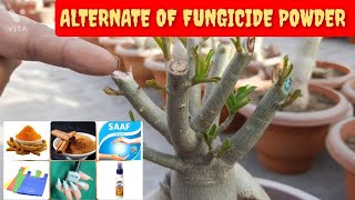 ALTERNATE OF FUNGICIDE POWDER  ADENIUM PRUNING [upl. by Elleniad194]