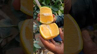 Francy malta seedless garden shorts viralvideo [upl. by Nohsed]