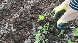 🌱🌶️Высаживаем рассаду перца на доращивание Парник из подручных средств с минимальными затратами [upl. by Nomead398]