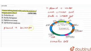 A tumour inducing plasmid widely used in the production of transgenic plants is that of [upl. by Birdella]