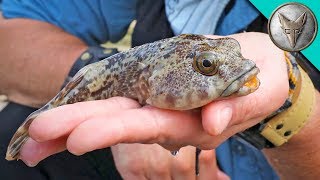 Bizarre TOADFISH [upl. by Lamdin574]