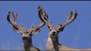 GIANT Antelope Island Mule Deer  MossBack [upl. by Elylrac206]