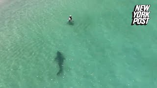 Tiger shark charges unsuspecting swimmer in chilling drone video  New York Post [upl. by Barram25]