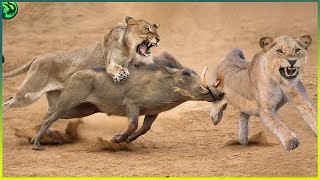 15 Most Terrifying Attacks on Warthogs Caught on Camera [upl. by Ymorej842]