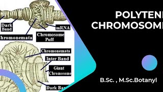 POLYTENE CHROMOSOME  BSc MSc Botany  Ist year Cytogenetics [upl. by Tutankhamen122]