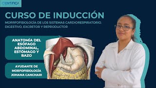 07  ANATOMÍA  ESTÓMAGO ESÒFAGO  CURSO DE INTRODUCCIÓN A LA MORFOFISIOLOGÍA UCSUR 2024 [upl. by Veejar177]