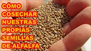 ALFALFA Medicago sativa CÓMO OBTENGO LAS SEMILLAS  37 VIDEOLUNES [upl. by Efren356]