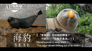 【Seal Banana pose to keep warm？Tail of eel sticking out of its nostril？】 [upl. by Enelec190]