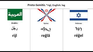 Semitic Languages  Word Comparison [upl. by Adon]