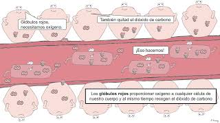 LA RESPIRACIÓN CELULAR Y LA RESPIRACIÓN PULMONAR 3º ESO [upl. by Eeryk]