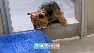 31 Former Breeding Dogs Receive First Soft Blanket [upl. by Ojela]