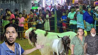 வியந்து பார்த்த வெளிநாட்டவர்😲  பிரமாண்டமான கவுணாவத்தை வேள்வி  Jaffna Traditional Temple Festival [upl. by Klump]