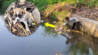 Teased and stuck in the ditch the puppy cried out for his mother until exhausted [upl. by Chesna271]