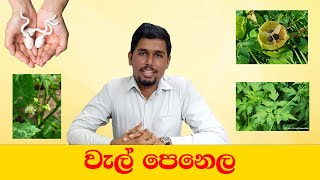 වැල් පෙනෙල [upl. by Dachi]