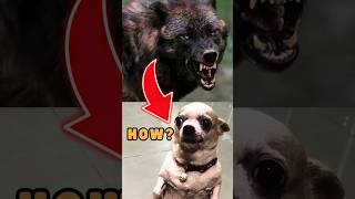 The Brutal Transformation From Wolf to Dog💀 [upl. by Enia]