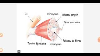 cours histologie le tissu musculaire [upl. by Hege]