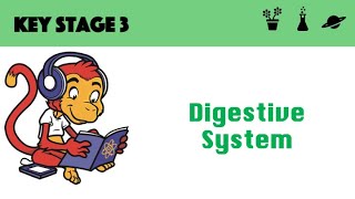 Digestive System [upl. by Haggar]