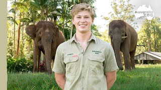 Robert introduces our magnificent elephants  Australia Zoo Life [upl. by Rovaert]