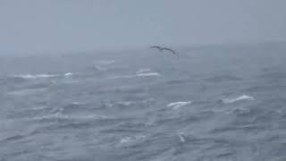 Shorttailed Albatross on 25 Feb 2024  アホウドリ。 [upl. by Ennasor]