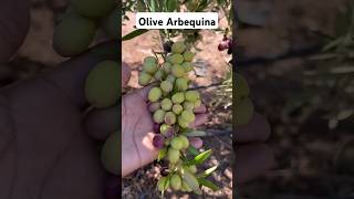 olive arbequina زيتون الأربكينا [upl. by Iviv]