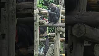 ChimpanzeePan troglodytesTaipei Zoo [upl. by Casta]