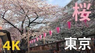 【4K動画】東京（目黒川）の桜並木（桜のトンネル）中目黒（朝桜）Tokyo Cherry blossoms [upl. by Ahsatel]