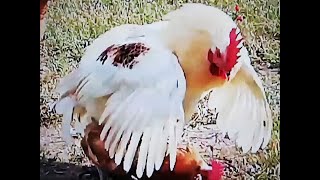 Isa Brown rooster crowing mating [upl. by Bethel]