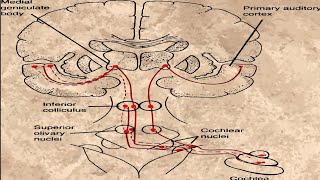 AUDITORY PATHWAY [upl. by Hamforrd]