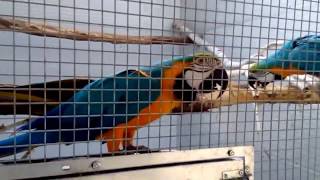 Different types of macaws amp parrots in excellent breeding setup [upl. by Coleman4]