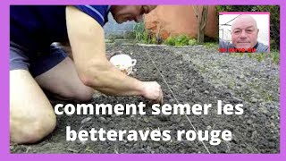 Comment semer les betteraves rouges [upl. by Tani]