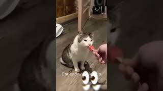 Los animales más graciosos 🙀🙈🐕🐈 funny gatoschistosos catfunny animaleschistosos catvideos [upl. by Aranat]