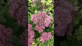 Sedum spectabile Orpin dautomne Brillant fleurs flowers vivace plants [upl. by Sparky887]