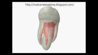 Mandibular Second Molar Prof Marco Versiani [upl. by Oruam]