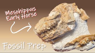 Fossil Preparation of an Extinct Mesohippus  Early extinct Horse [upl. by Enamrej]