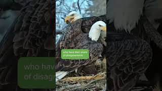 Bald Eagles Argue Over Where to Place a Stick [upl. by Ecilahs]