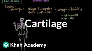 Cartilage  Muscularskeletal system physiology  NCLEXRN  Khan Academy [upl. by Austin]